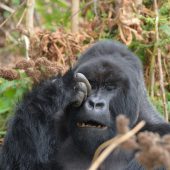  Bushokoro, Silverback Gorilla 3 (Congo)